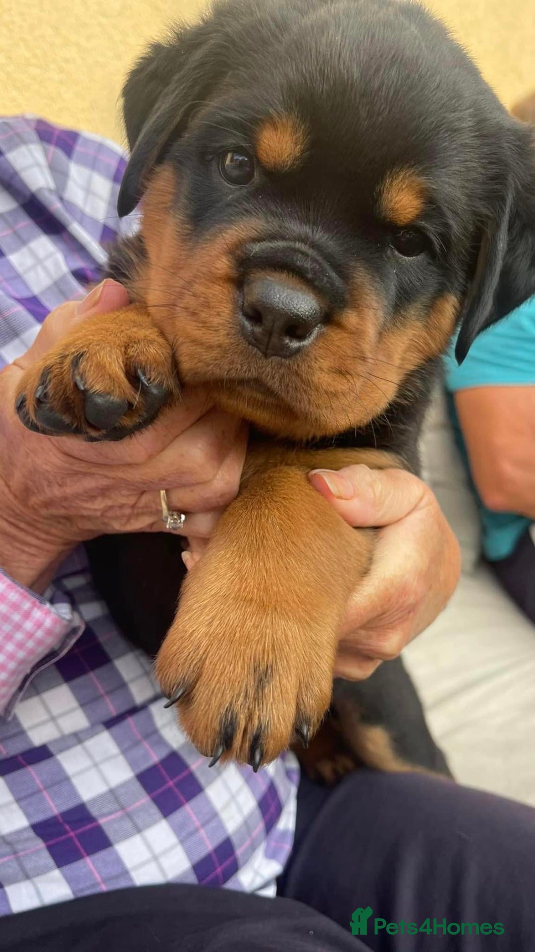 Rottweiler dogs for stud: Stunning KC registered fully health tested male   in Burnley - Image 17