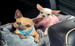 Chihuahua dogs for sale: Chihuahua boy 💙 - Advert 11