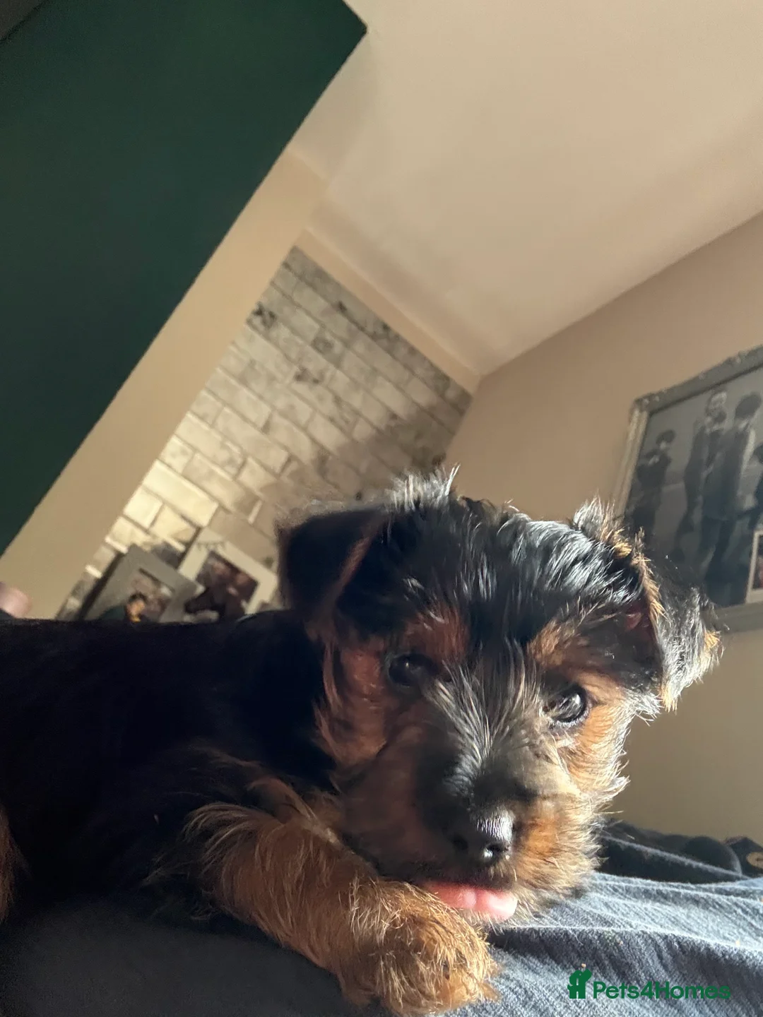 Yorkshire Terrier dogs for sale: Yorkshire terrier  - Advert 4