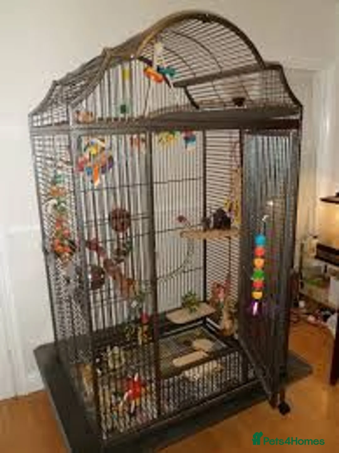 Parrots birds for sale: Male African Grey - Advert 2