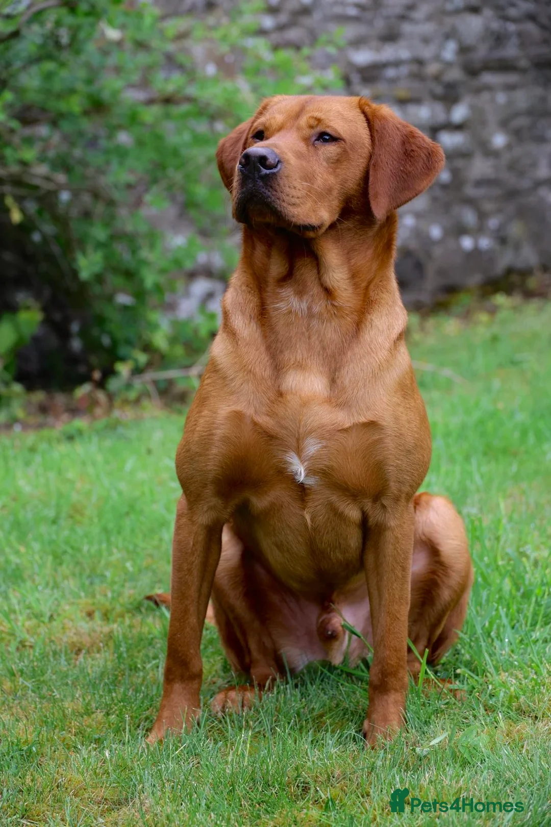 Labrador Retriever dogs for stud: 0/0 Hips & elbows fox red labrador in Leyburn - Advert 5