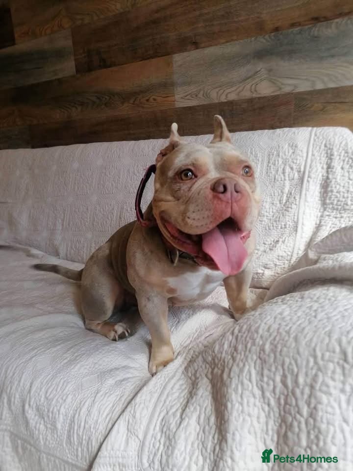 Mixed Breed dogs ❤️🐶 COCO – SHE'S THE MOST LOVING GIRL... - Advert 1