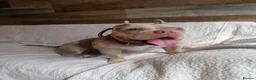 Mixed Breed dogs for adoption: ❤️🐶 COCO – SHE'S THE MOST LOVING GIRL... in Derby - Advert 1
