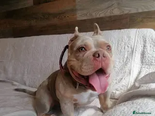 Mixed Breed dogs ❤️🐶 COCO – SHE'S THE MOST LOVING GIRL... - Advert 15