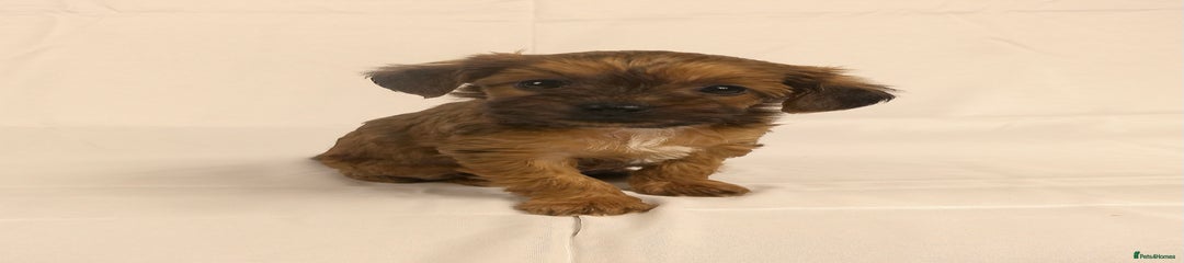 Yorkiepoo Puppy 5