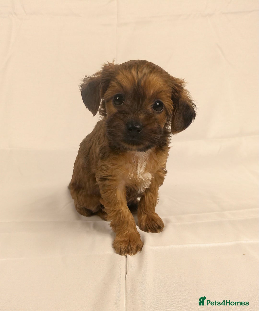 Yorkiepoo dogs for sale: Tiny Yorkipoos beautiful fluff balls puppies - Image 4