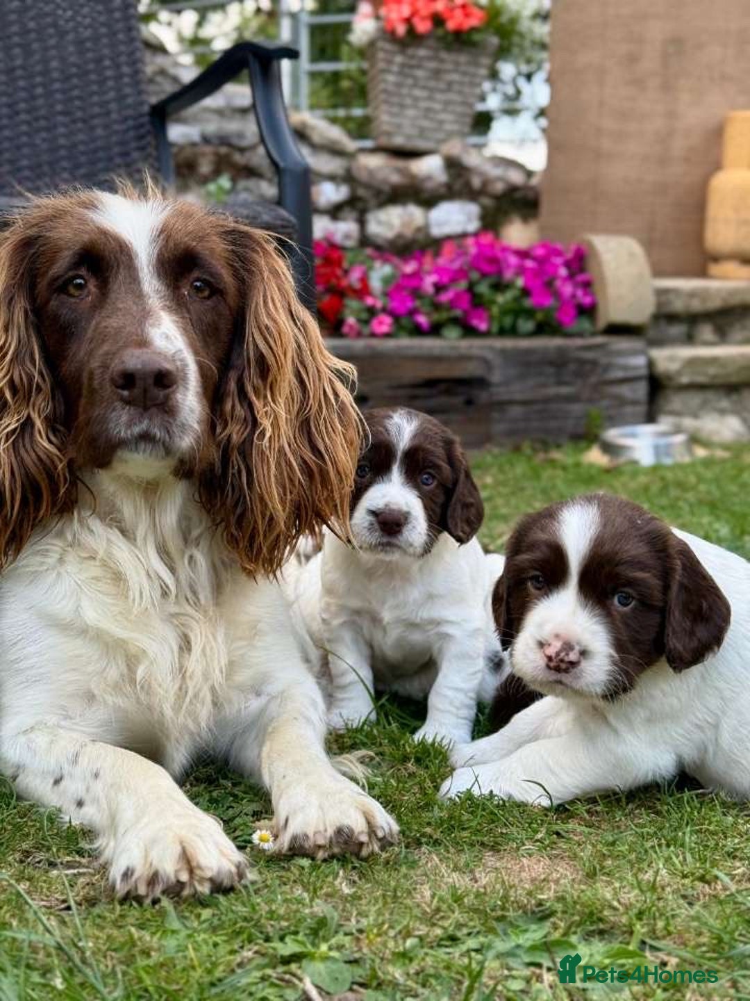 English Springer Spaniel dogs for sale: Spring spaniels - Image 2
