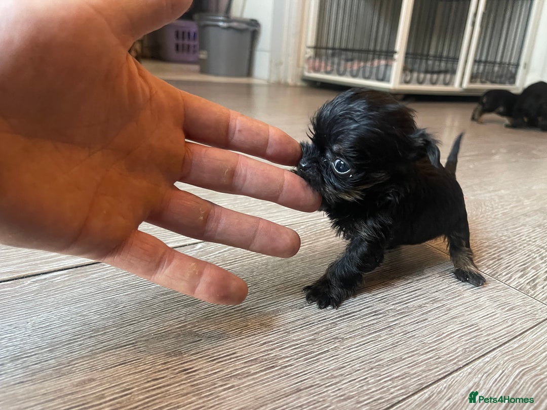 Mixed Breed dogs for sale: Jackapoo/French bulldog  - Advert 20
