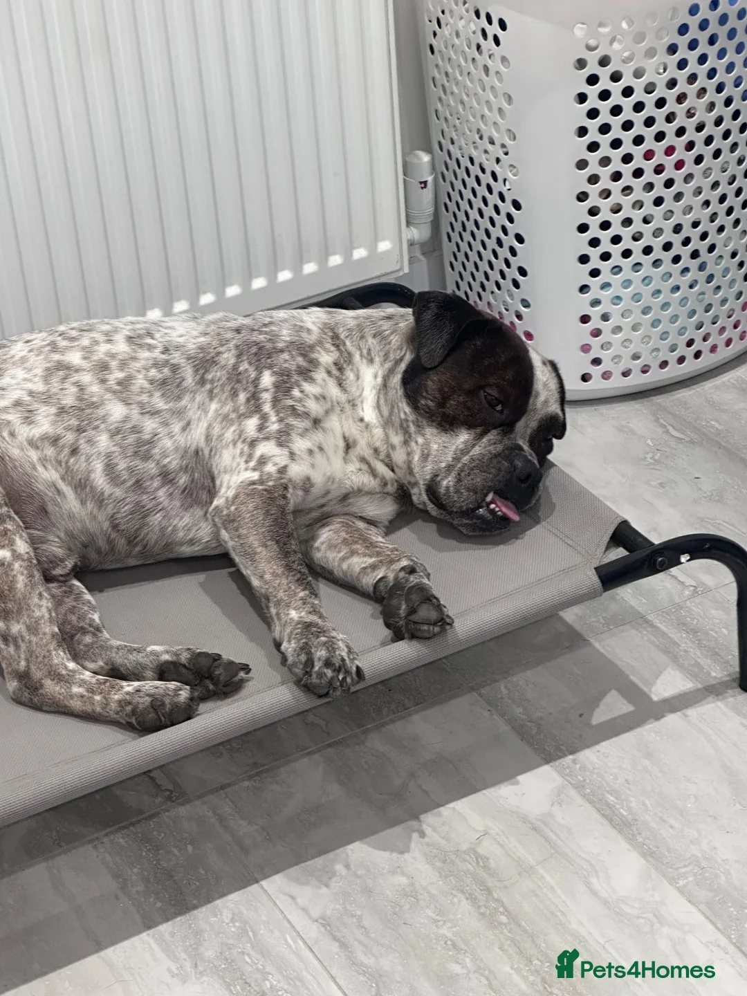 Old Tyme Bulldog dogs for sale: Aylestone Bulldog, Male in Nottingham - Advert 2