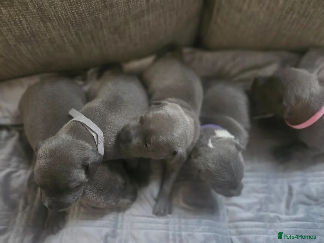 Staffordshire Bull Terrier dogs for sale:  Beautiful blue puppies💙  - Advert 2