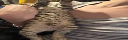 Mixed Breed cats for sale: Bingo Cross Bengal, Maine coon in Holt - Advert 10