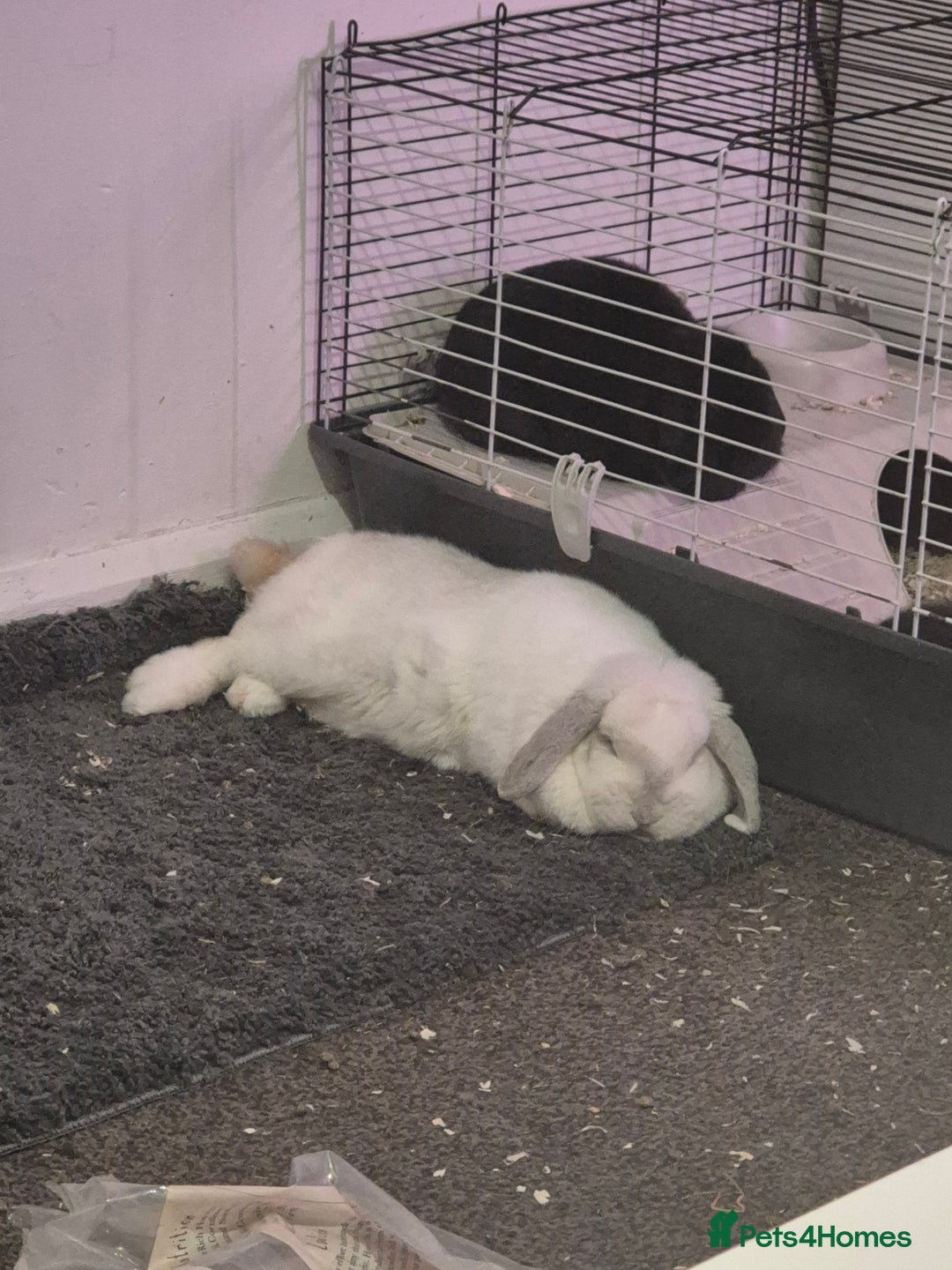 Mini Lop rabbits for sale: Rabbit for adoption - Advert 9