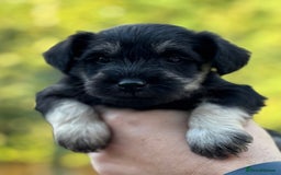 Miniature Schnauzer dogs for sale: Adorable KC registered Miniature Schnauzers - Image 25