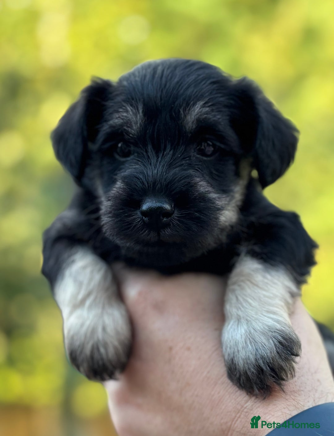 Miniature Schnauzer dogs for sale: Adorable KC registered Miniature Schnauzers - Image 25