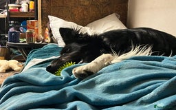 Border Collie dogs for adoption: Meet LOKI !  He desperately needs a Loving Home ! - Image 11