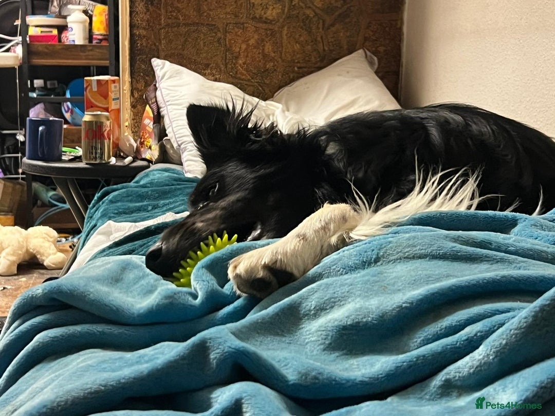 Border Collie dogs for adoption: Meet LOKI !  He desperately needs a Loving Home ! - Image 11