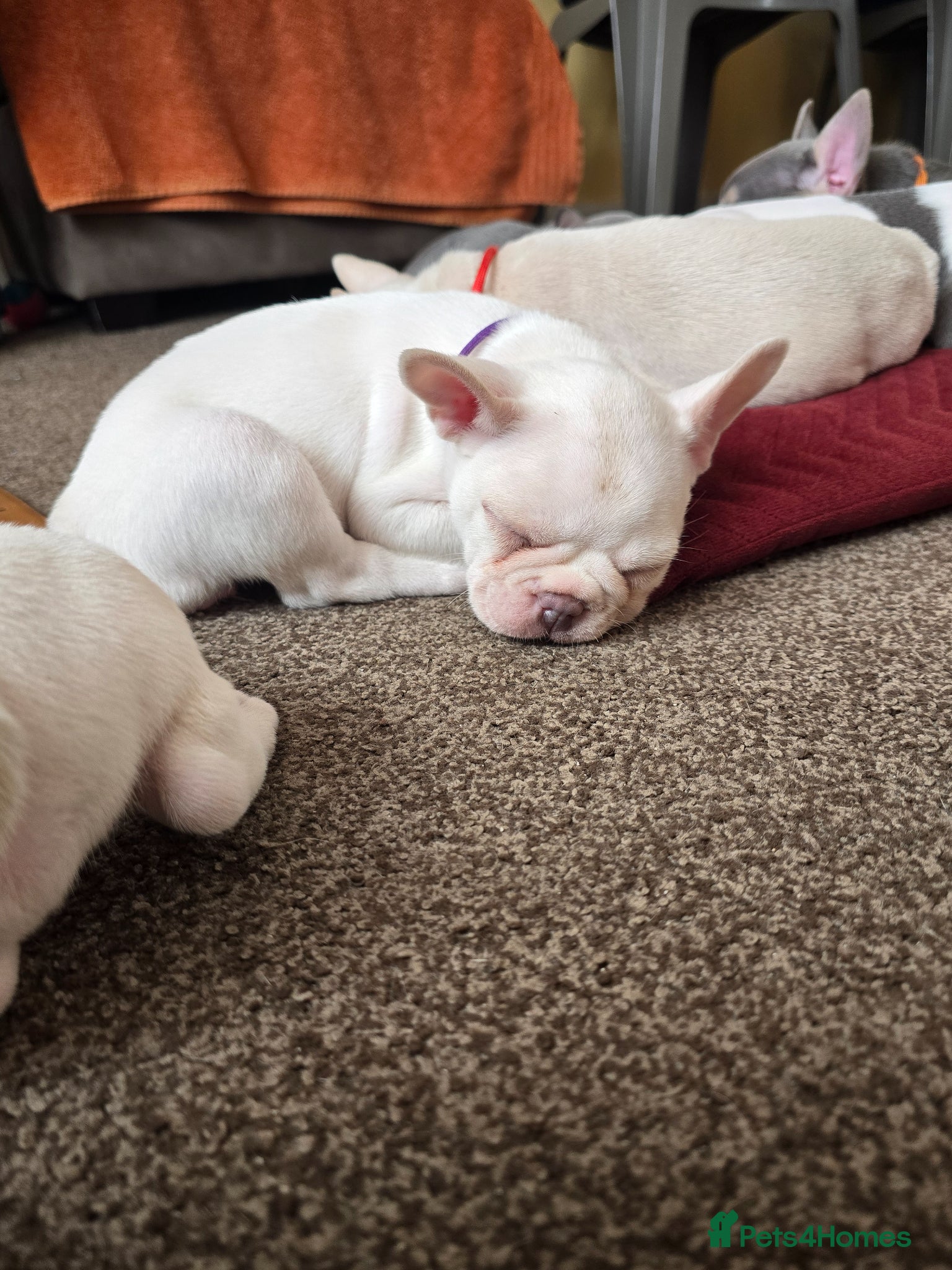 French Bulldog dogs French bulldog puppies  - Advert 2