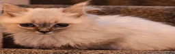 Ragdoll cats for sale: stunning  little  ragdoll  kittens  - Advert 7
