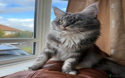 Maine Coon cats for sale: GCCF Pedigree Russian line Maine Coon - Advert 26