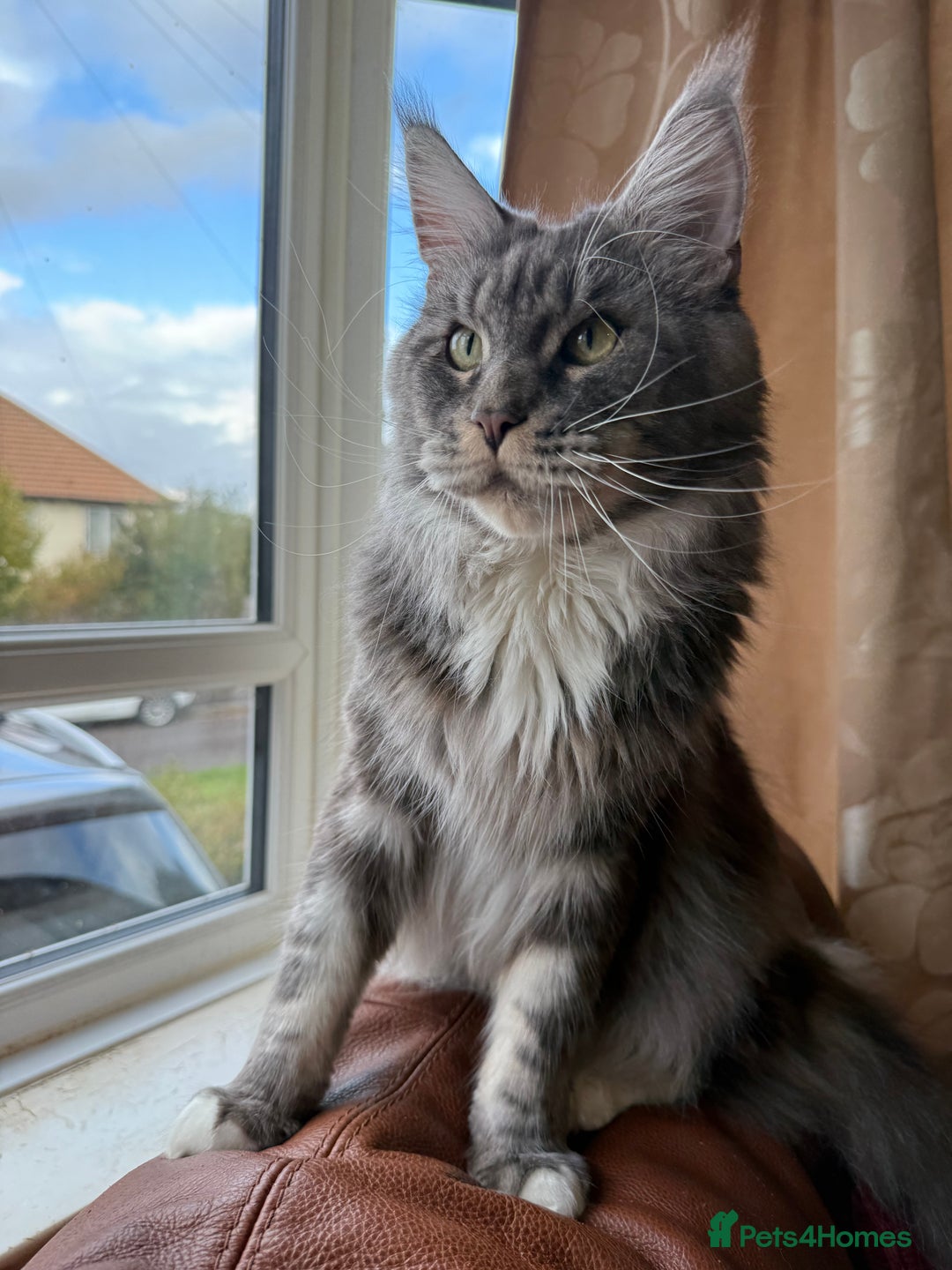 Maine Coon cats for sale: GCCF Pedigree Russian line Maine Coon - Advert 26