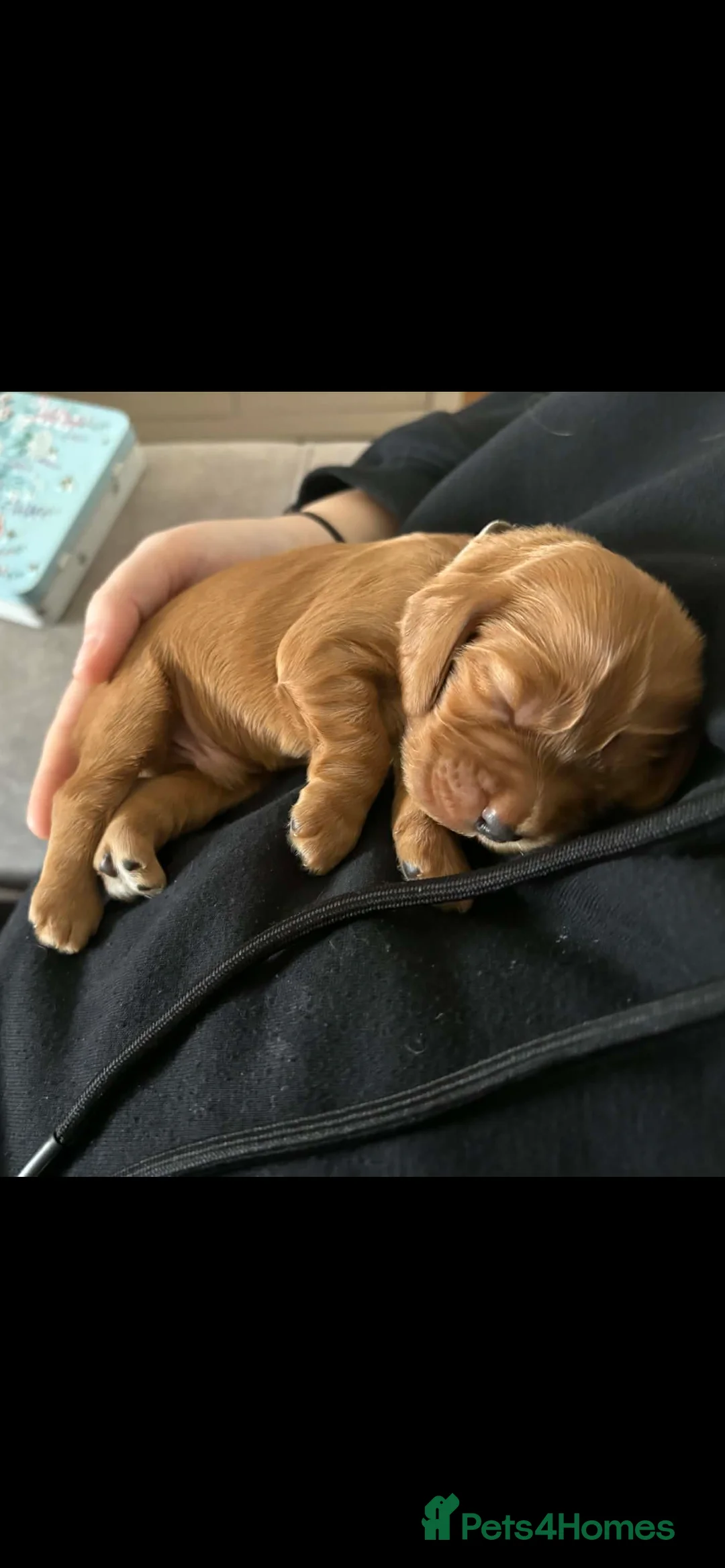 Cocker Spaniel dogs for sale: Last little boy looking for his sofa 🐾 - Advert 13