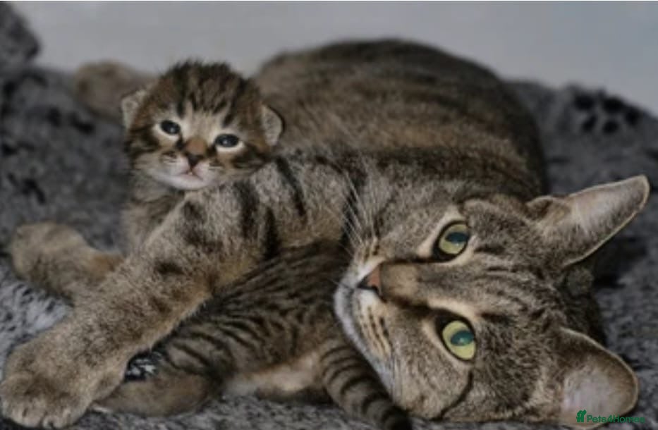 Mixed Breed cats Tabby girl cross bengal - Advert 2