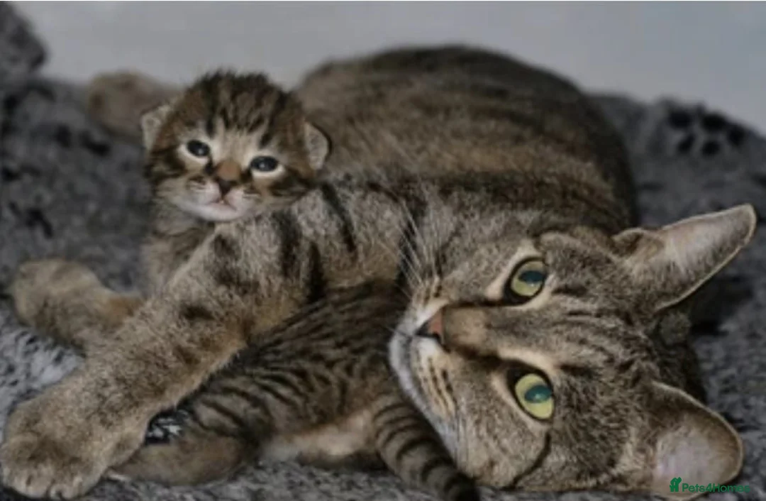 Mixed Breed cats for sale: Tabby girl cross bengal - Advert 1