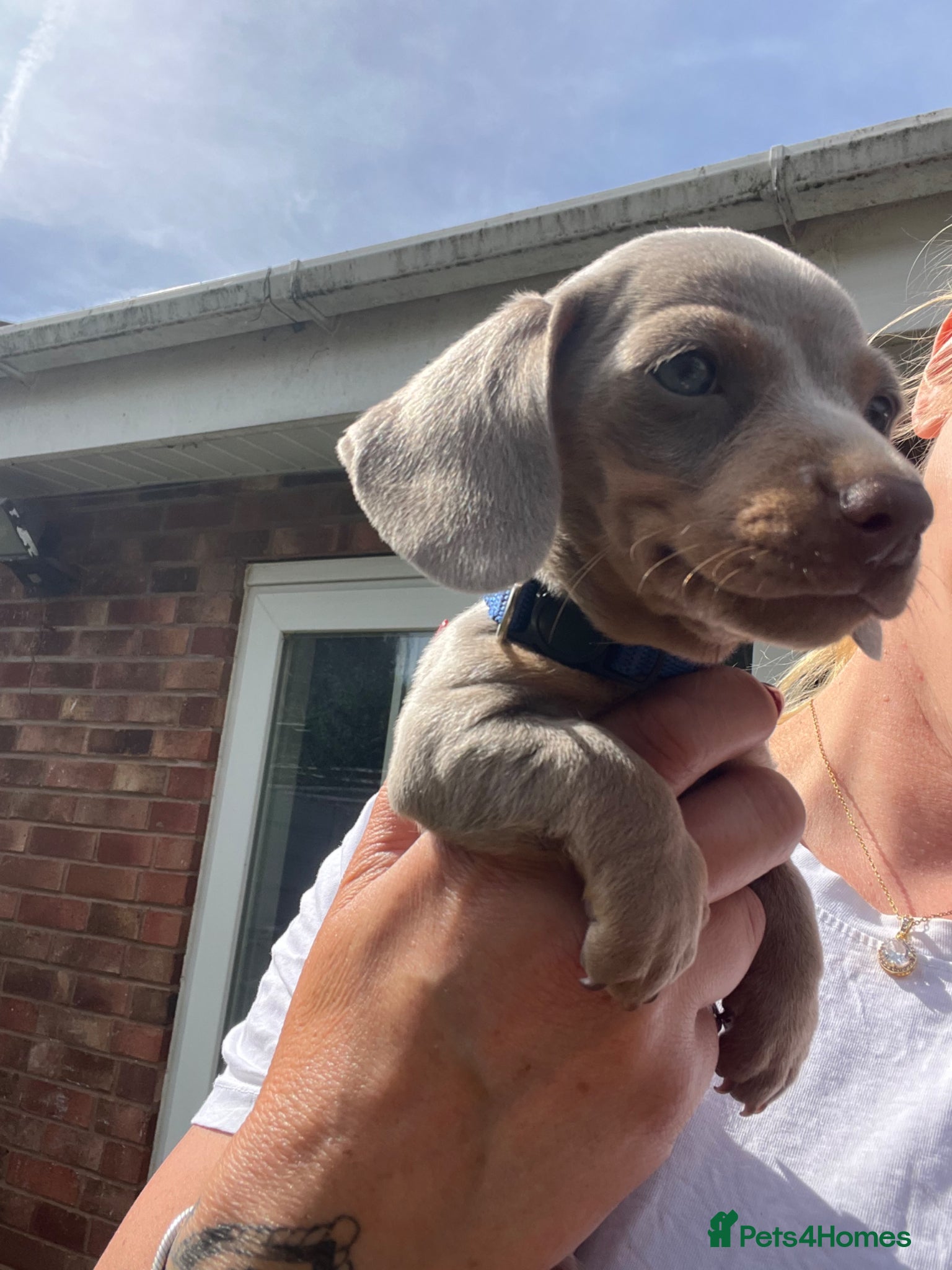 Dachshund dogs ❤️ Miniature Dachshund Puppies for Sale 🐾 - Advert 2
