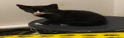 Mixed Breed cats for sale: Adorable kittens looking for their forever homes - Advert 7