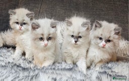 Ragdoll cats for sale: 4 Ragdoll Boys  - Image 1