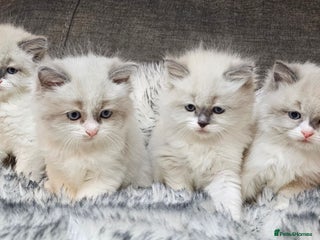 Ragdoll cats for sale - Advert 1