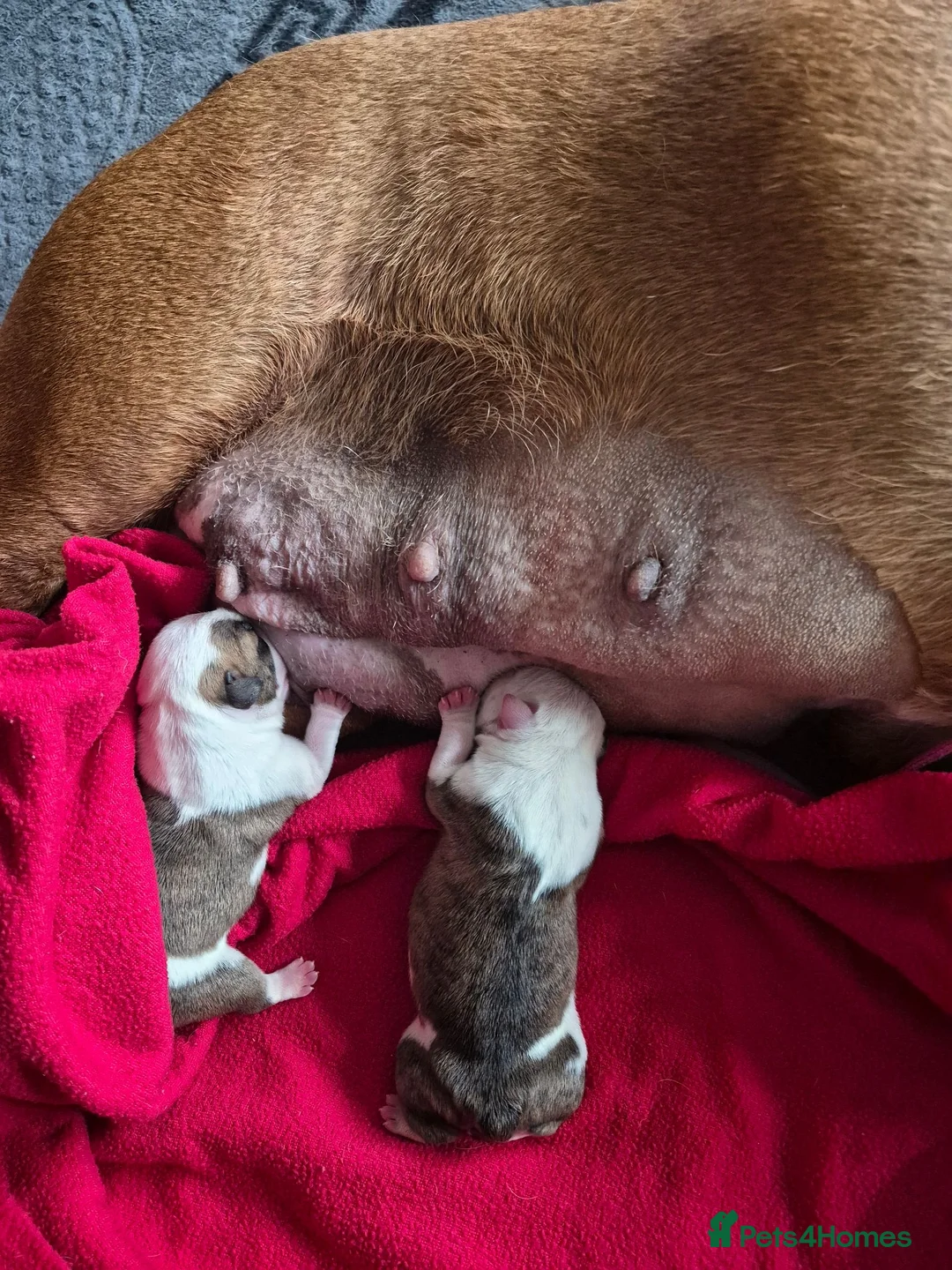 English Bulldog dogs for sale: Bulldog puppys in Sunderland - Advert 4