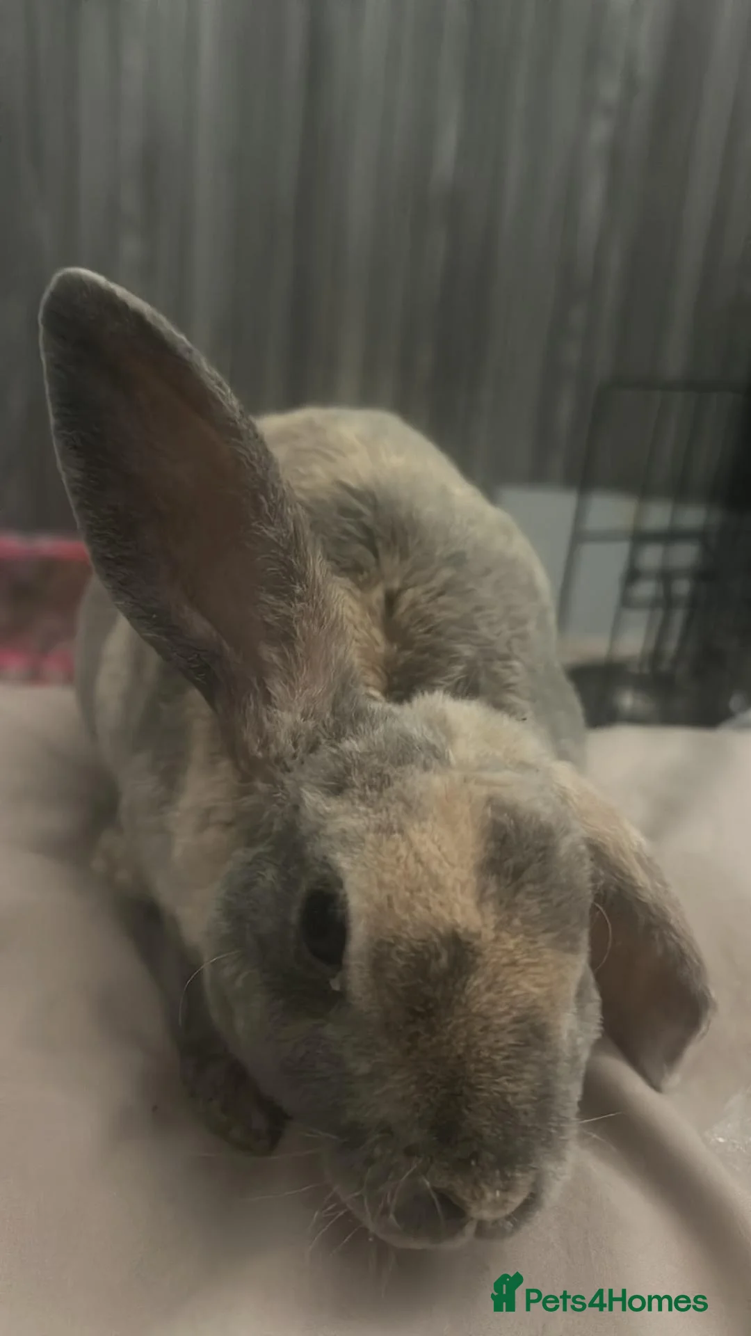 Dwarf Lop rabbits for sale: Bunny for sale in Cambridge - Advert 2