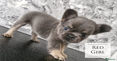 French Bulldog dogs - Advert 5