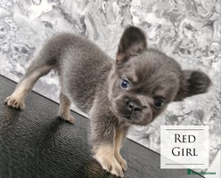 French Bulldog dogs - Advert 4