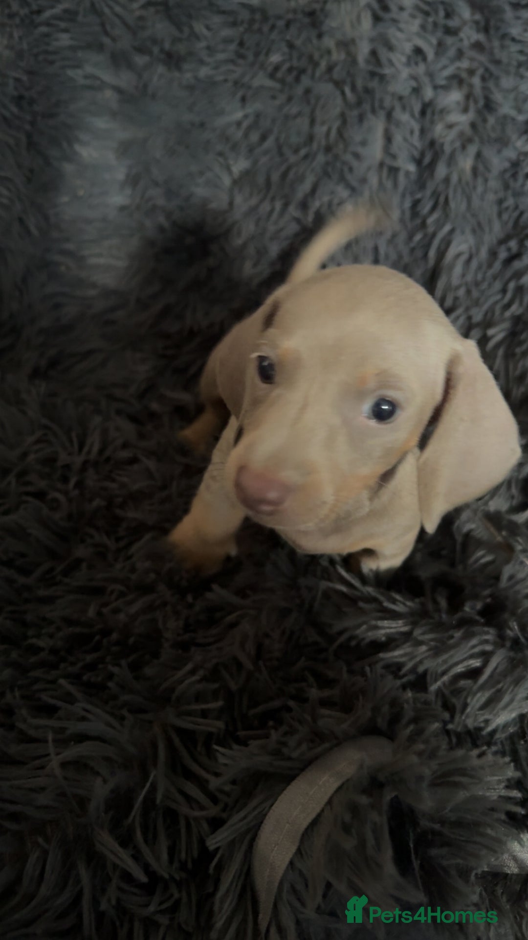 Miniature Dachshund dogs for sale: Izzabella mini dashaunds  - Image 2