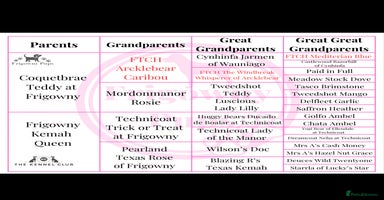 Labrador Retriever dogs - Advert 2