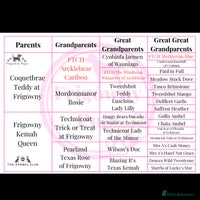 Labrador Retriever dogs - Advert 12