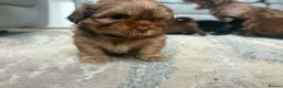 Shih Tzu dogs for sale: Stunning Shih Tzu puppies  - Advert 15