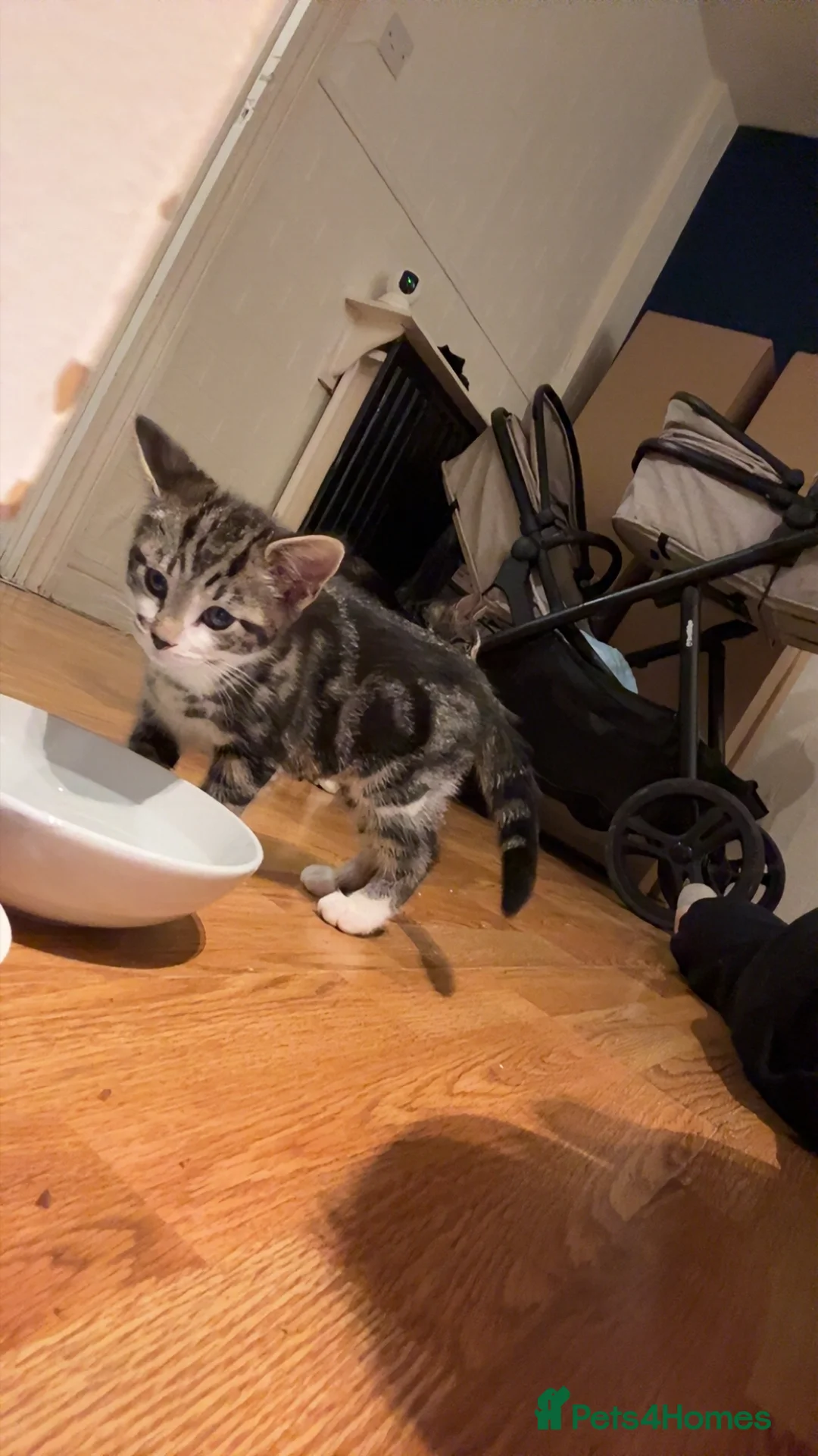 British Longhair cats for sale: New home for little boy - Advert 2