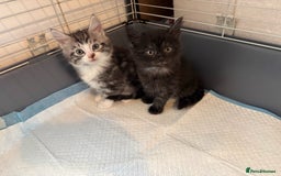 British Longhair cats for sale: British Longhair Tabby Kittens - Image 7