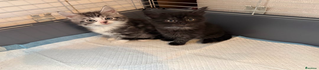 British Longhair Kitten 1
