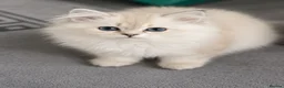 Scottish Fold cats for sale: SCOTISH STRAIGHT FEMALS KITTENS - Advert 12