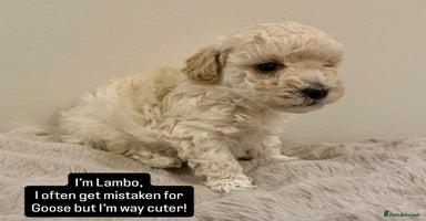 Maltipoo dogs - Advert 14