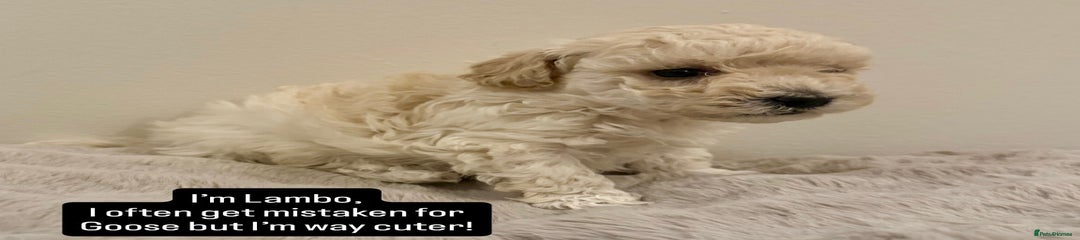 Maltipoo Puppy 2