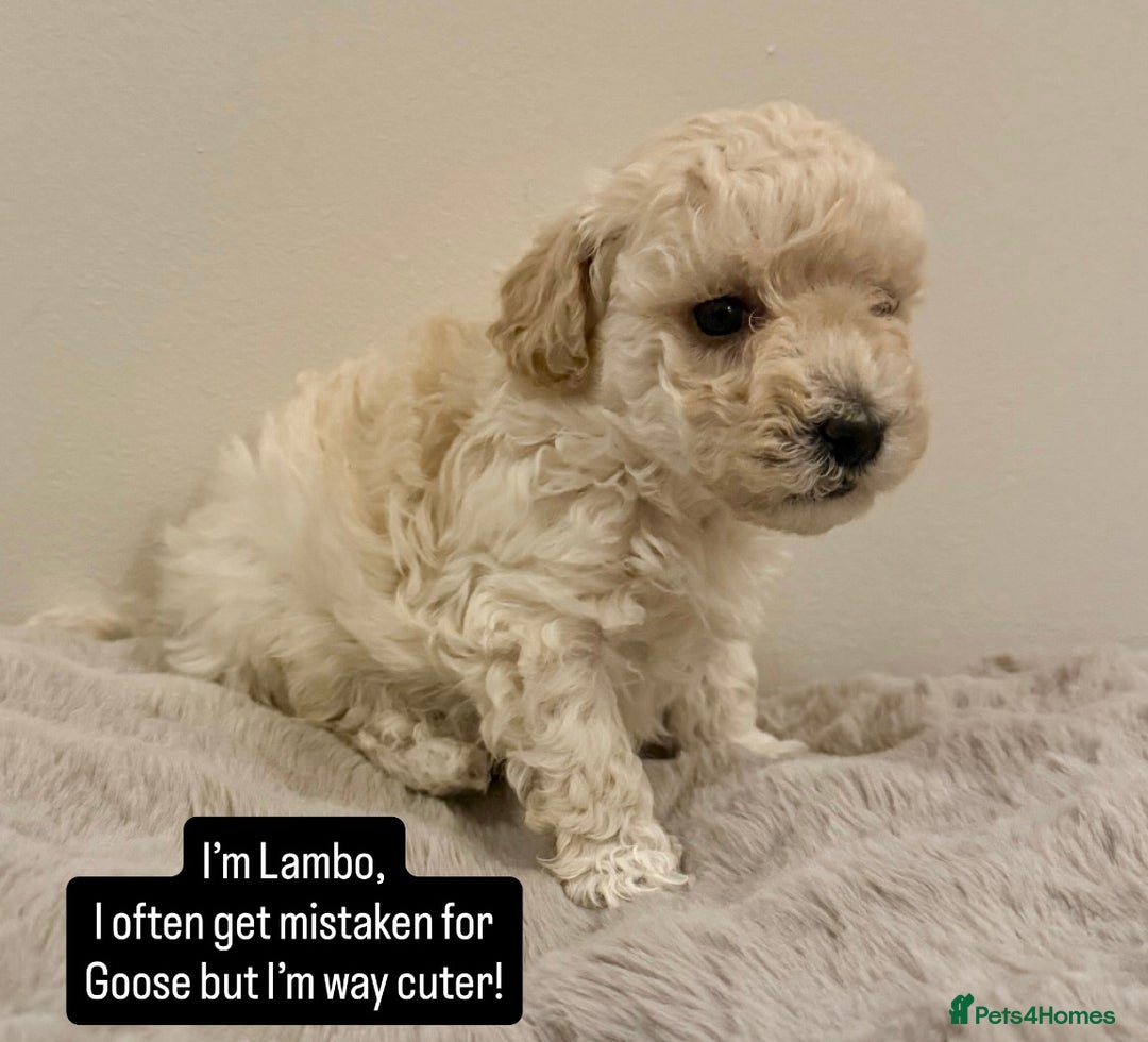 Maltipoo dogs for sale: Adorable F1B Merle** Maltipoo Puppies for sale - Image 3