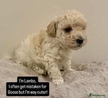 Maltipoo dogs - Advert 4