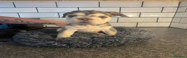 French Bulldog 8