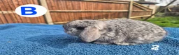 Mini Lop rabbits for sale: 3 x litters of gorgeous mini lop babies - Advert 16