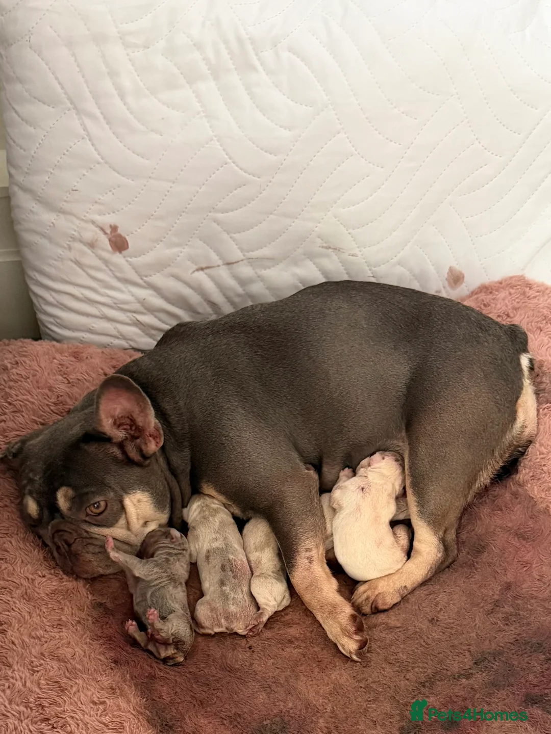 French Bulldog dogs for sale: Beautiful French Bulldog Puppies  in Deal - Advert 2